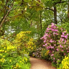 Azalea and Rhododendron Park Kromlau