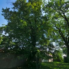 Lípa u Klášterního Hradiska