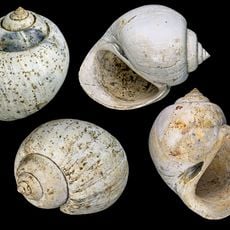 Réserve naturelle nationale géologique de Saucats et la Brède