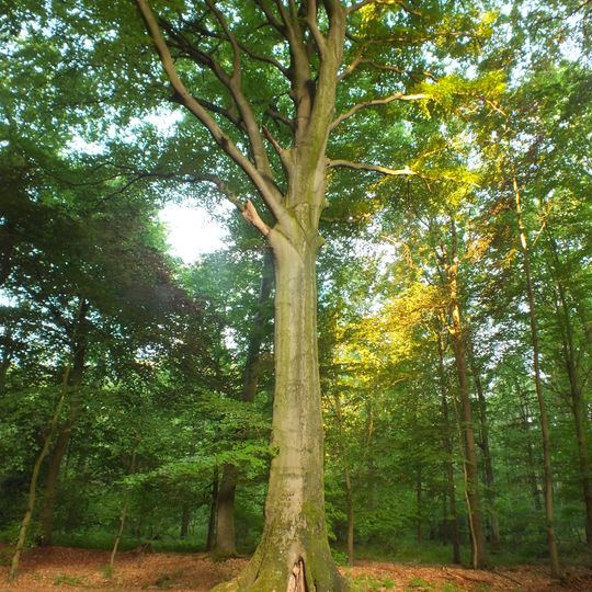 LSG Buchholzer - Wickrather Wald