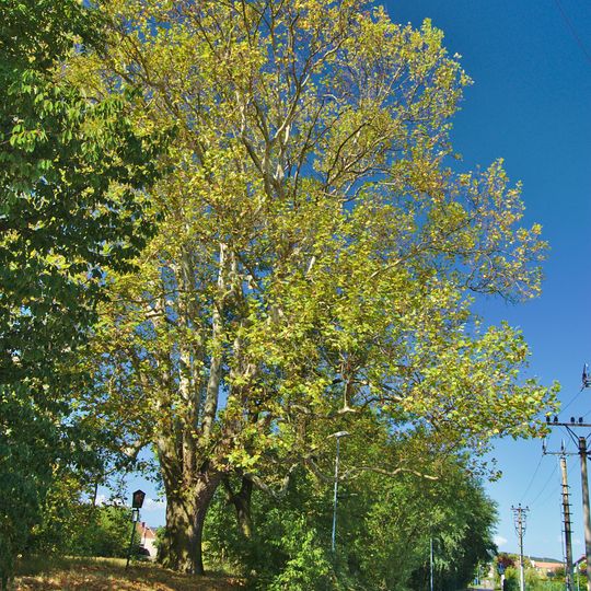 Platan javorolistý - Platanus x hybrida