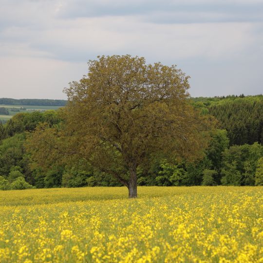 1 Walnussbaum im Gewann „Laibacherberg“