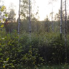 Rezerwat przyrody Żurawie Bagno (województwo warmińsko-mazurskie)