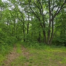 Băxani forest