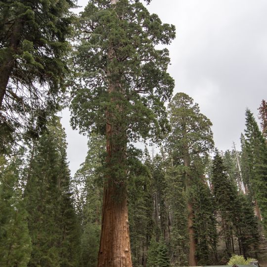Giant Forest