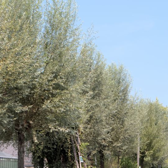 Kopfweiden am Almkanal