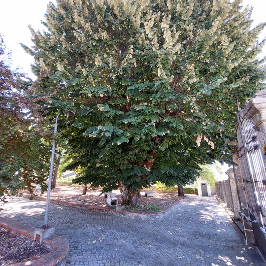 Árvore isolada em Casa da Criança