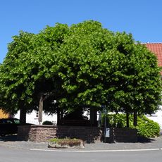 Linde in Rockshausen