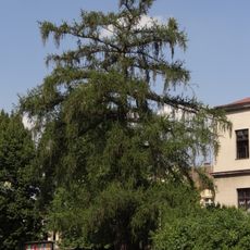 Modřín opadavý před Městskou knihovnou