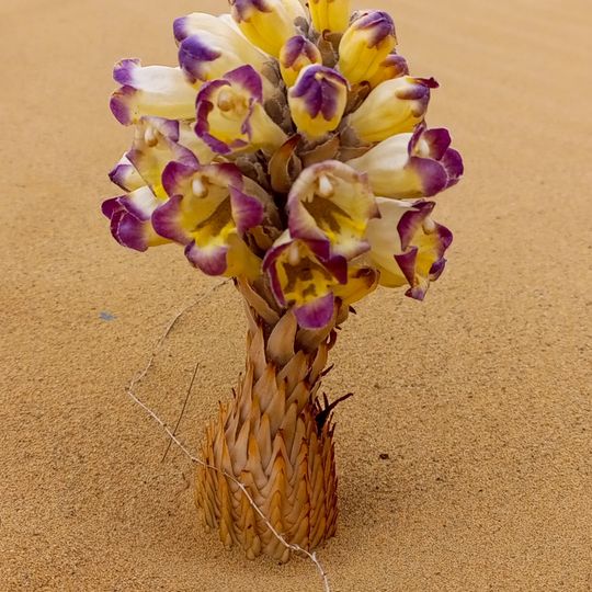 Rezerwat Przyrody Badai-Tugai