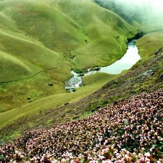 Parque Nacional de Eravikulam