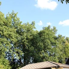 Skupina 33 dubů letních