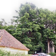 Javor u kostela sv. Jana a Pavla v Dobrši