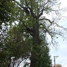 Křišťanovický jasan