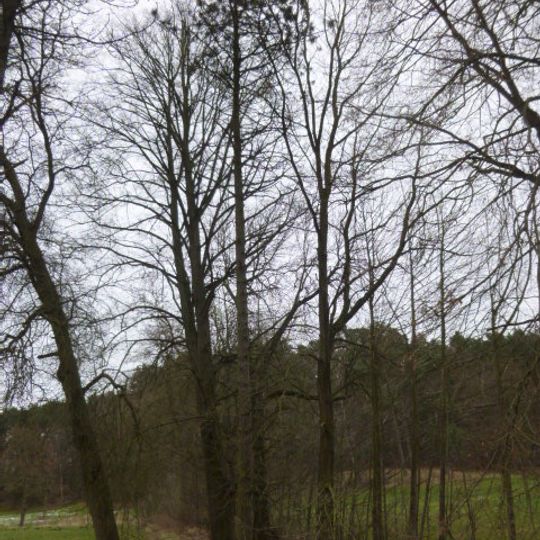 Naturdenkmal Gelb-Kiefer 2 Am Weg zur Blechschmidt-Wiese, links vor Feuchtwiese in Lobetal
