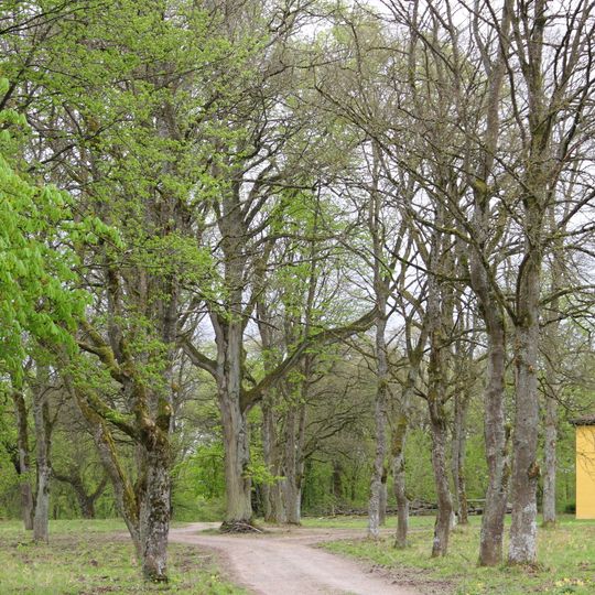 Winterlinde Linde Karlsberg