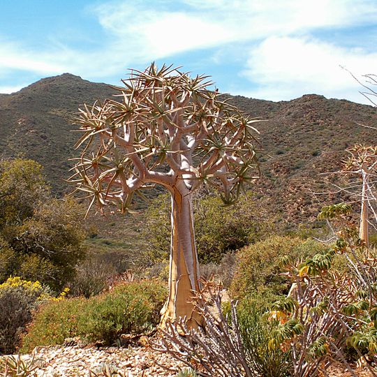 Karoo Desert National Botanical Garden