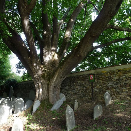 Jasan ztepilý a javor mléč