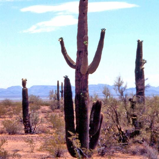 Parco nazionale dei Saguaro