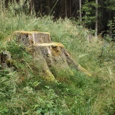 Smrky v lese u Heřmanče