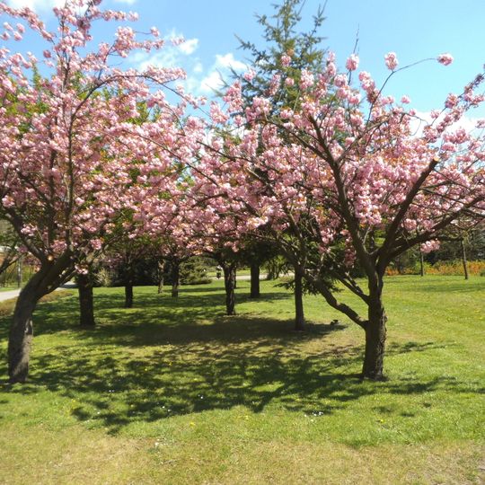 Kościół św. Wawrzyńca w Toruniu