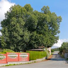 Předmířská lípa