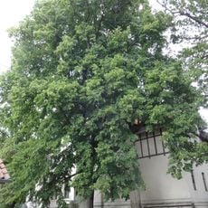 Naturdenkmal Sommerlinde