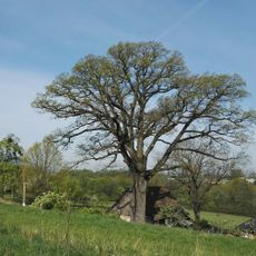 Dub letní v Neborech