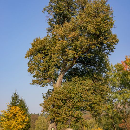 Lípa u křížku v Příbozích