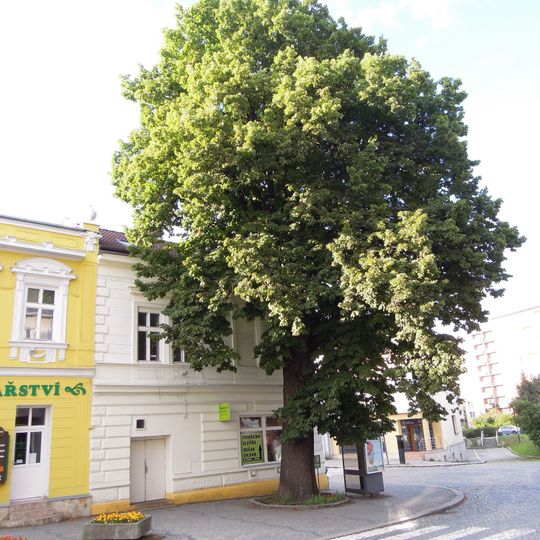 Lípa ve Valašském Meziříčí
