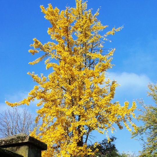 Parco di Villa Finzi