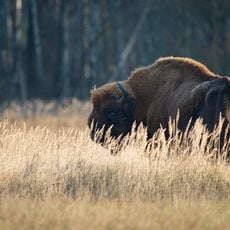 Wildpark Schorfheide