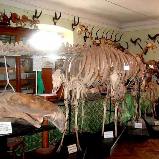 Muzeum Zoologiczne im. Benedykta Dybowskiego we Lwowie