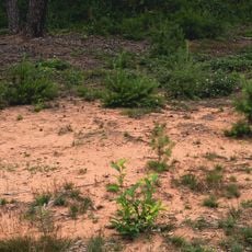 Naturschutzgebiet "Limbacher Sanddüne" (N 6609-306)