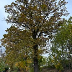 Eiche Freie Erde in Langenhessen