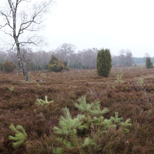 Bokeler Heide