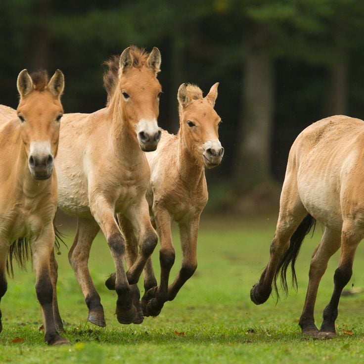 Domain of the caves of Han
