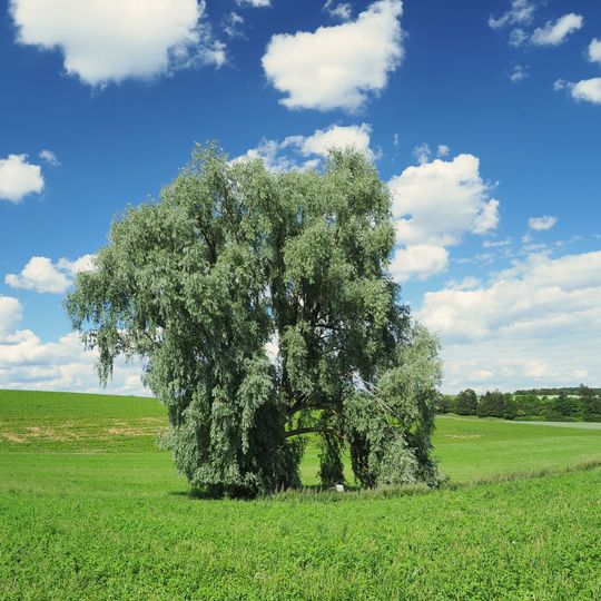 Quellsumpf Kesselbronn 5