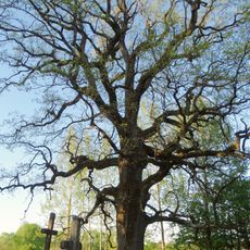Andriejaičiai oak