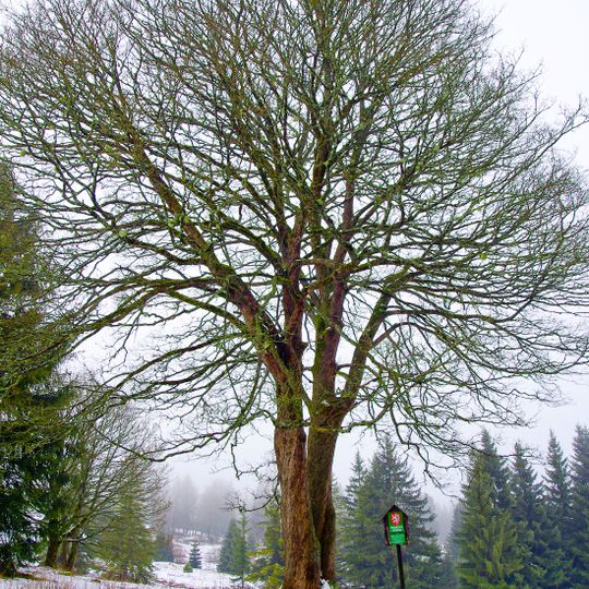 Klen v Horní Oboře