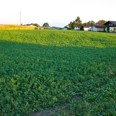 Bajuwarisches Gräberfeld Sinzing