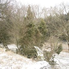 Jalovec u Horních Vilémovic