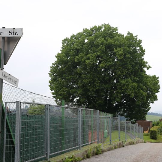 Tennisplatzlinde