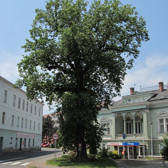 Liliovník v Novém Jičíně