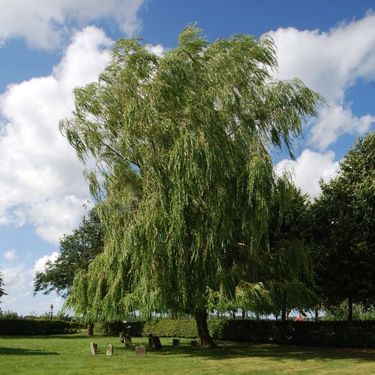 Jüdischer Friedhof Friedrichstadt