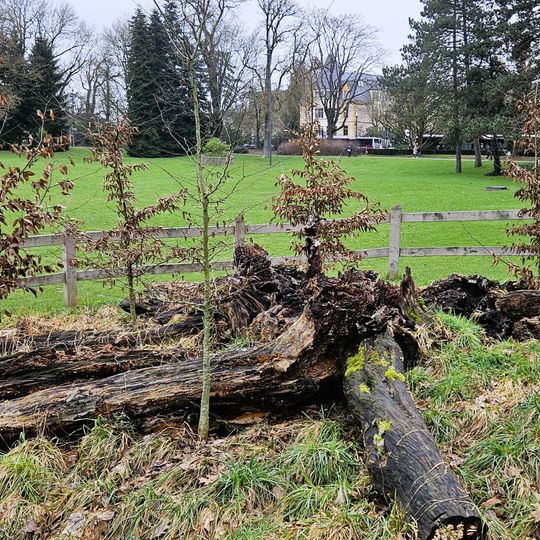 Carpinus betulus, Kinnekswiss