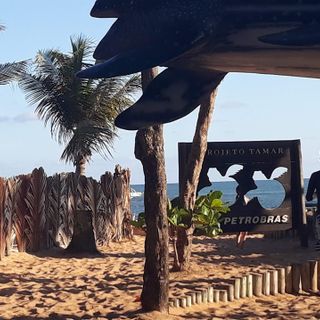 Tamar Project - Praia do Forte