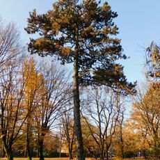 Monumental black pine in Kombatantów Park in Warsaw