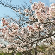 さくらの杜公園