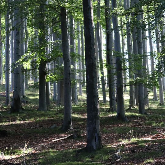 Lužickohorské bučiny